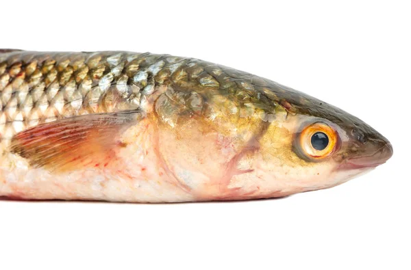 Pelengas fisk med huvud — Stockfoto