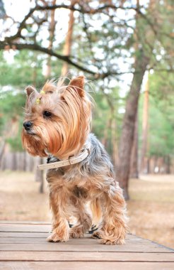 Köpek Yorkshire Teriyeri
