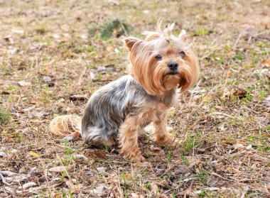 Köpek Yorkshire Teriyeri