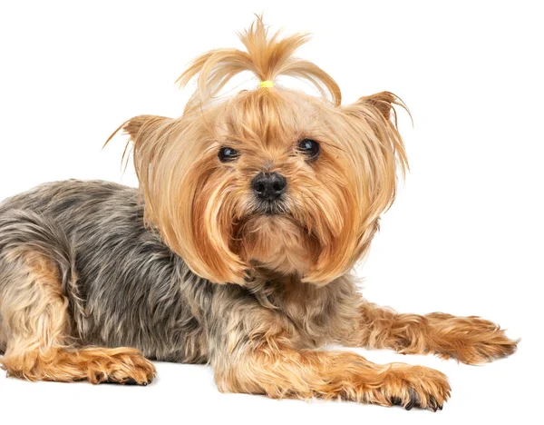 Hund yorkshire terrier — Stockfoto