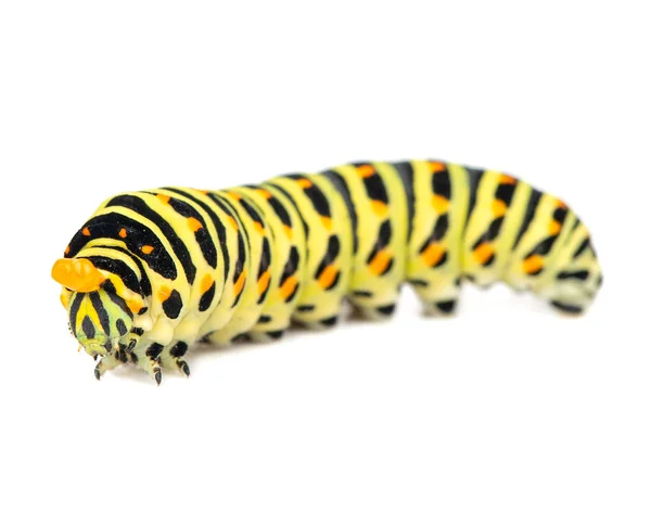 Swallowtail caterpillar isolated — Stock Photo, Image