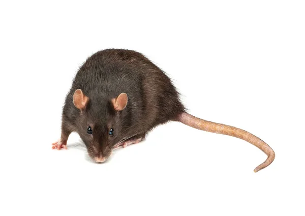 Ratto grigio isolato — Foto Stock