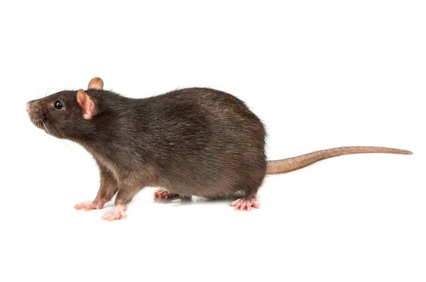 Ratto grigio isolato — Foto Stock