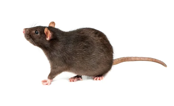 Graue Ratte isoliert — Stockfoto