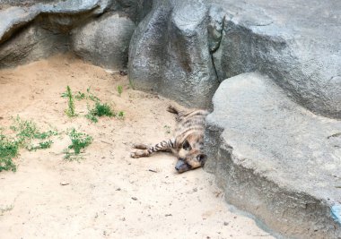 Kayaların yanında uyuyan sırtlan