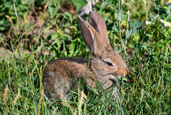 ウサギの草の上 — ストック写真