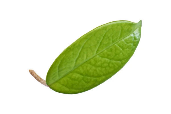 Big green leaf — Stock Photo, Image