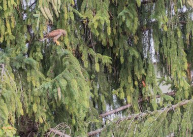Falcon Tinnunculus şehirde genç. Besleniyor..