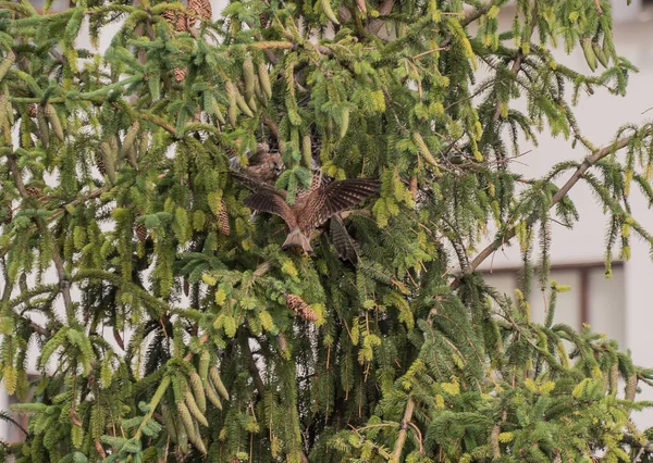 Falcon Tinnunculus Jung Der Stadt Füttern — Stockfoto