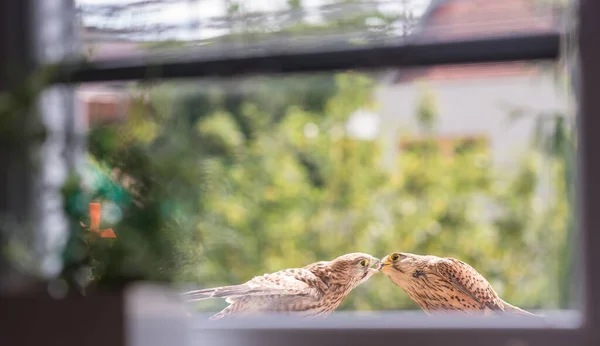 Falcon Tinnunculus Giovane Città Alimentazione — Foto Stock