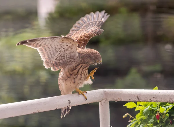 Falcon Tinnunculus Şehirde Genç Besleniyor — Stok fotoğraf