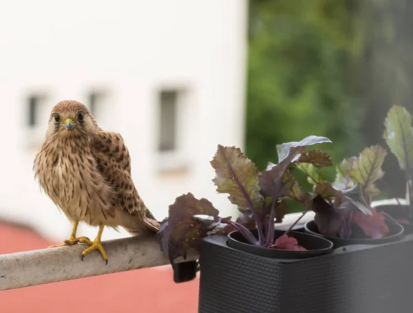 Falcon Tinnunculus Joven Ciudad Alimentación — Foto de Stock