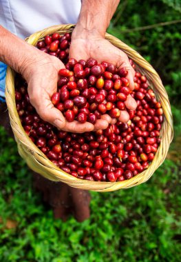 Woman hands showing delicious coffee berries, fresh harvest clipart