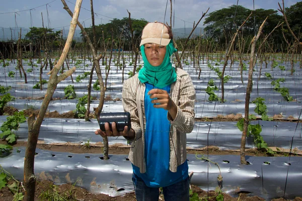 Staking Garen Van Een Boerderij Van Oosterse Groenten Comayagua — Stockfoto