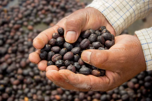 Mano Llena Cerezas Secas Café Honduras — Foto de Stock