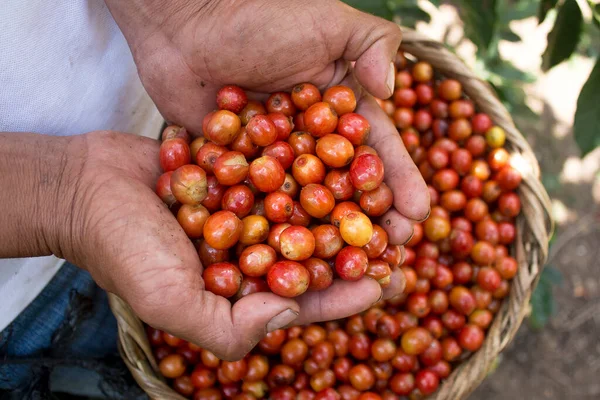 Mãos Mostrando Deliciosas Bagas Café Amarelo Colheita Fresca — Fotografia de Stock