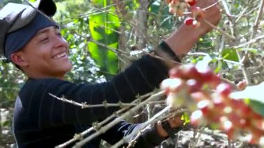 Genç adam güneşli bir günde ağaçta kiraz topluyor.