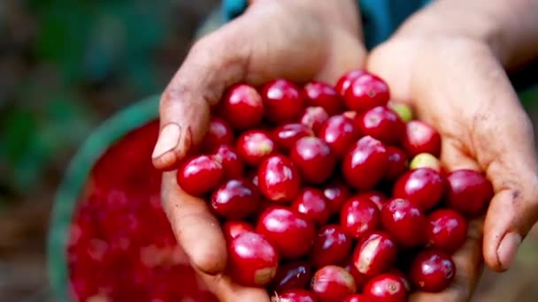 Mãos Cheias Cerejas Café Maduras Frescas Com Efeito Foco — Vídeo de Stock