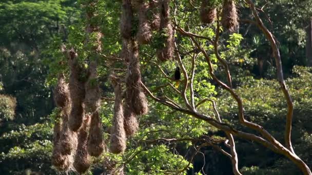 Чудове Дерево Повне Гнізд Чорних Оропендолій — стокове відео