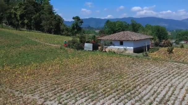 ホンジュラスの農村の家や栽培分野の空中ビュー — ストック動画