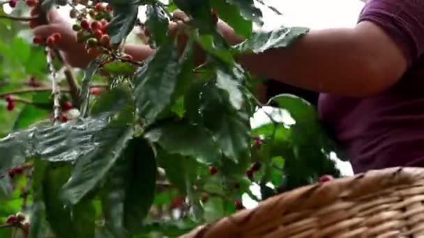 Mulher Colheita Vermelho Maduro Café Bagas — Vídeo de Stock