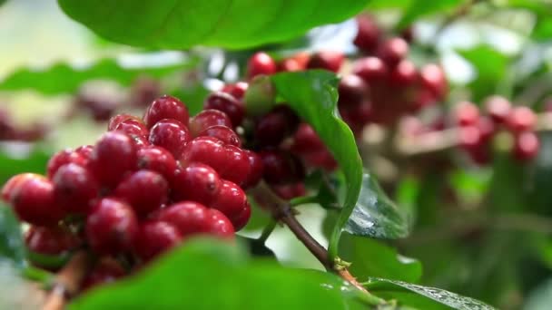 Branch Full Red Mature Coffee Berries Ready Harvest — Stock Video