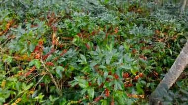 Olgun kirazlı bir kahve tarlasının üzerinde uçuyor.