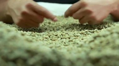 İhracat süreci için kötü kalite yeşil kahve seçen bir kadın.