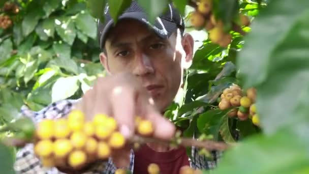 Człowiek Zbierający Żółte Czereśnie Kawy Wewnątrz Gospodarstwa — Wideo stockowe