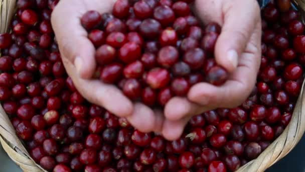 Handen Vol Met Gele Verse Rijpe Koffiekersen — Stockvideo