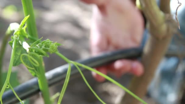 Een Vrouwenhand Die Een Druppelslang Vasthoudt Een Kwekerij Van Pompoen — Stockvideo