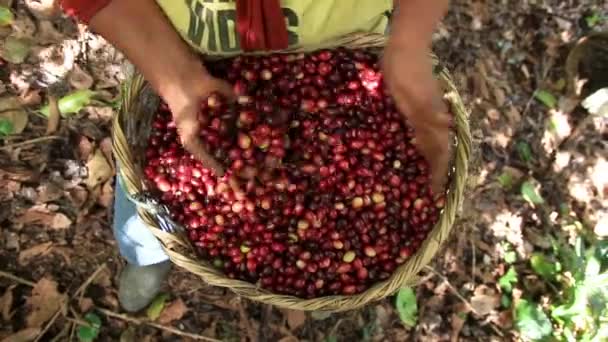 Mãos Cheias Cerejas Café Maduras Frescas Amarelas — Vídeo de Stock