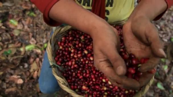 Mani Piene Ciliegie Caffè Mature Fresche Gialle — Video Stock