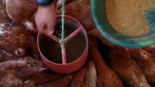 Womans Hands Feeding Hens Bird Food — Stock Video