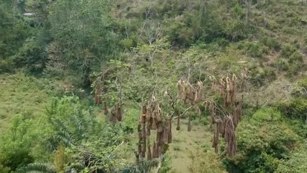 Úžasný Strom Plný Hnízd Černých Oroendolasů — Stock video