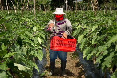 Patlıcan hasadı, Honduras 'ta yetiştirilmiş doğulu bir sebze.