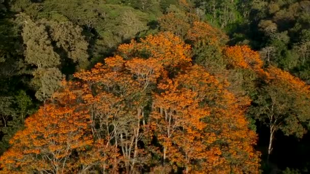 Vista Aérea Árvores Coloridas Floridas Que Funcionam Como Sombra Para — Vídeo de Stock