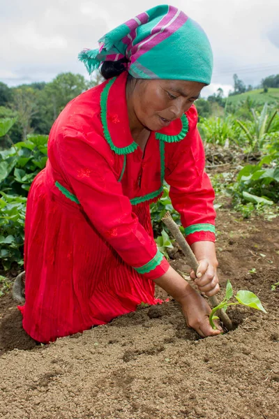 Indigenous Lenca Woman Swoming Sweet Potato Soil Bed — Stock Photo, Image