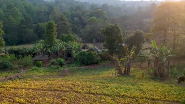 Légi Kilátás Egy Tipikus Vidéki Ház Honduras Készült Agyag Adobe — Stock videók