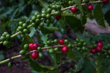 İçinde su damlaları olan kahve çekirdekleri dolu bir dal.