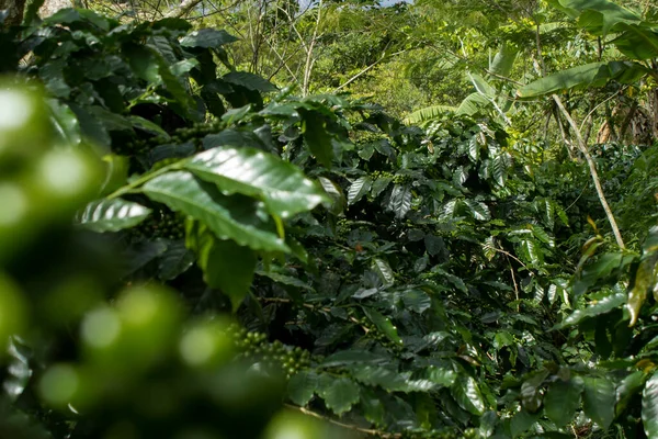 Coffee plantation with mature red coffee cherries, cultivated under forest shadow in a honduras mountain