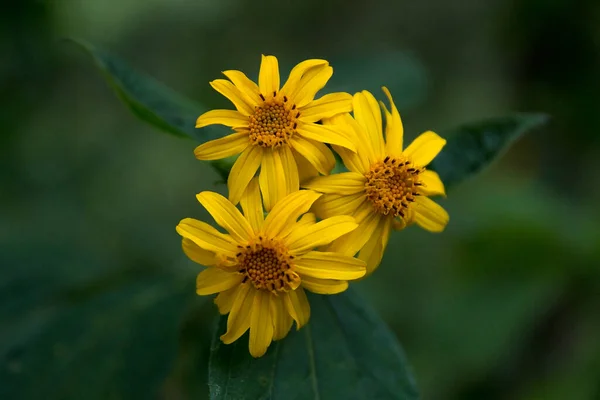 Divoké Sedmikrásky Žlutý Květ Osvětlený Měkkým Světlem — Stock fotografie
