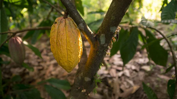 Een Volwassen Cacao Pod Hangend Aan Een Cacaoboom — Stockfoto