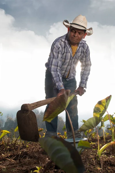 Kleine Boer Zijn Boerderij Van Groenten — Stockfoto