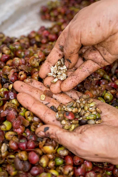 Mal Proceso Pulpa Cerezas Café Mostrando Granos Rotos — Foto de Stock