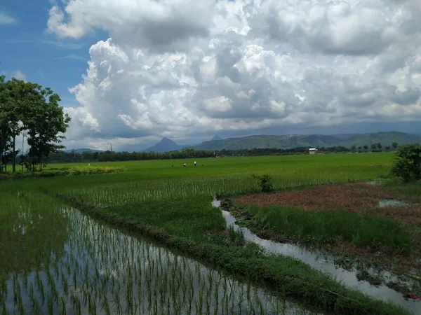 Рисовые Растения Фоне Гор Неба — стоковое фото
