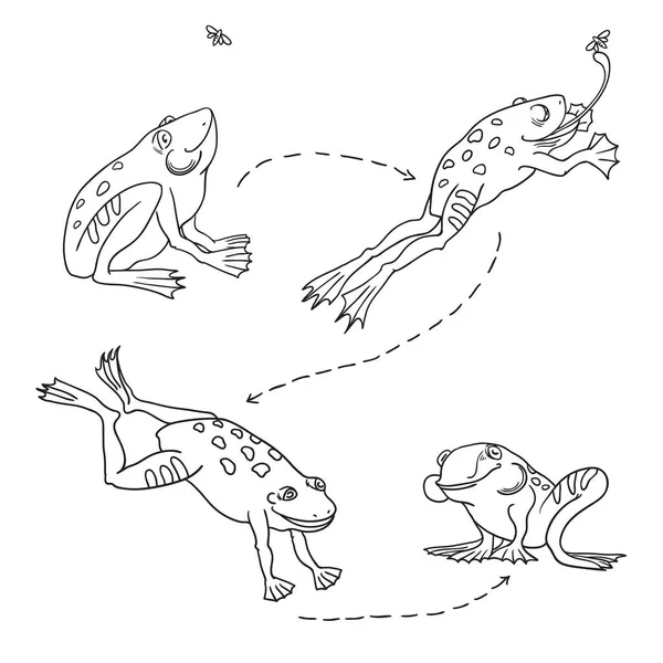 Şirin kurbağa seti. Zıplayan kurbağa. Kurbağa sineği yakalayıp yiyor.. — Stok Vektör