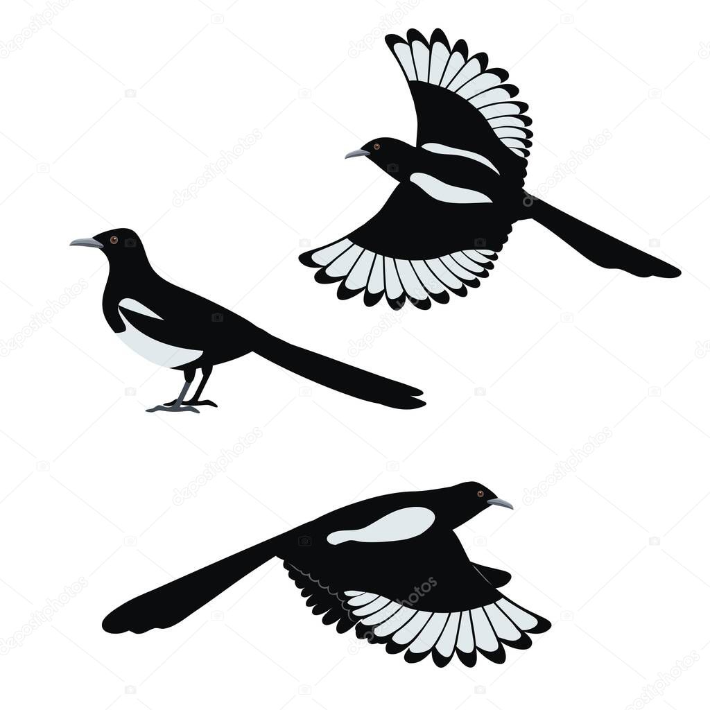 Set of flat vector illustration of magpie birds isolated on white background. Vector illustration