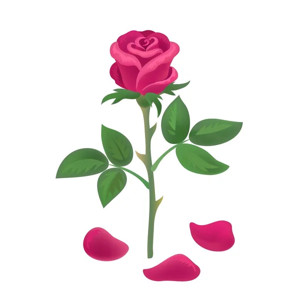 Hermosa rosa roja con pétalos que caen aislados sobre fondo blanco. Ilustración vectorial . — Vector de stock