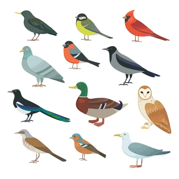 Un gran grupo de pájaros de la ciudad. Ilustración vectorial . — Vector de stock